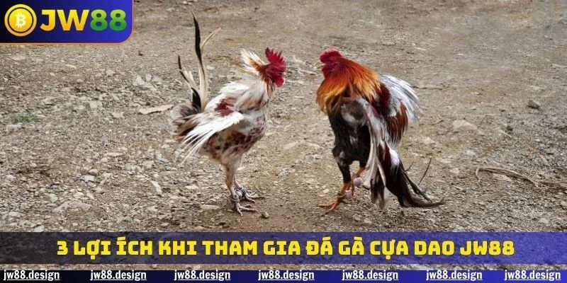 3 lợi ích khi tham gia đá gà cựa dao JW88