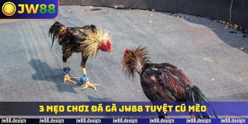 3 mẹo chơi đá gà JW88 tuyệt cú mèo