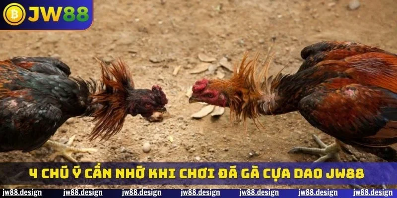 4 chú ý cần nhớ khi chơi đá gà cựa dao JW88